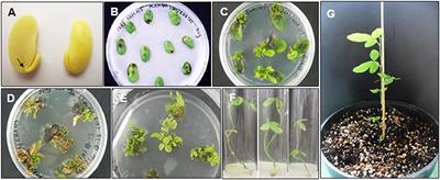 Convergence of Bar and Cry1Ac Mutant Genes in Soybean Confers Synergistic Resistance to Herbicide and Lepidopteran Insects